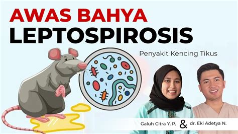 Leptospirosis Penyakit Infeksi Yang Ditularkan Melalui Air Seni