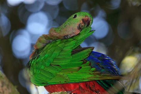 Australian King Parrot 25924721 Stock Photo at Vecteezy