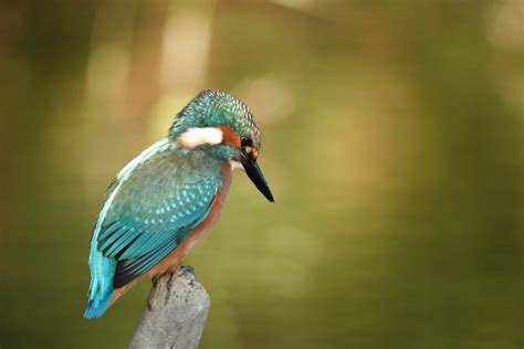 Eisvogel Juv Eisvogel Alcedo Atthis C Armin Dreisba