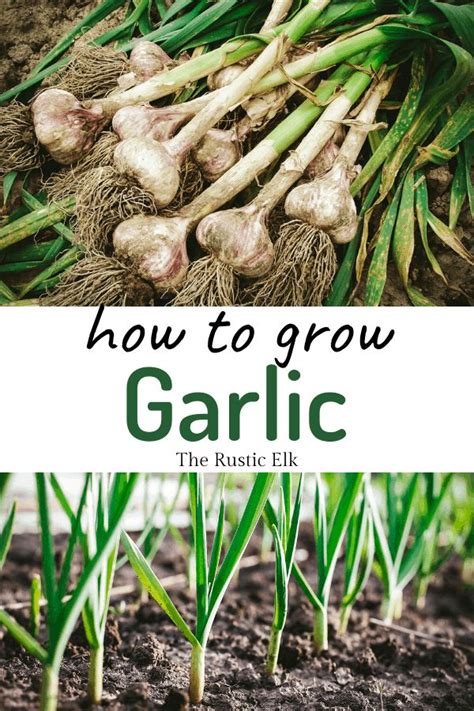 Garlic Growing In The Ground With Text Overlay That Reads How To Grow