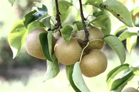 Nashi Pear: Varieties, Plants & Propagation