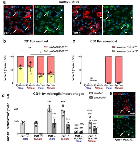 High Levels Of Csf 1r Expression Correlate With Efficient Depletion Of Download Scientific