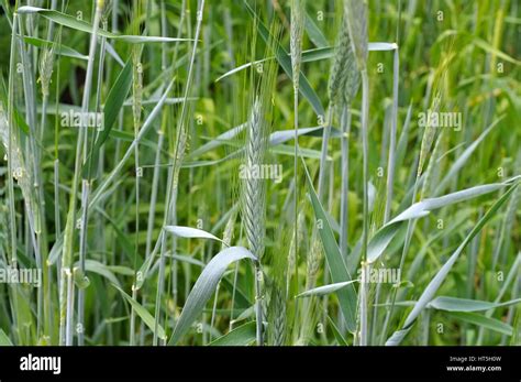 Planta De Triticale Fotograf As E Im Genes De Alta Resoluci N Alamy