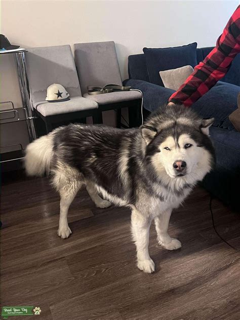 Beautiful Siberian husky Timberwolf mix - Stud Dog in North America