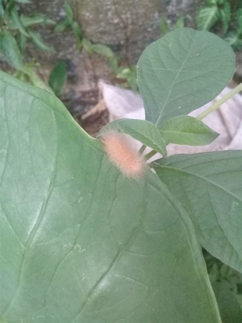 Butterflies And Moths From Tocuyito Carabobo Venezuela On October