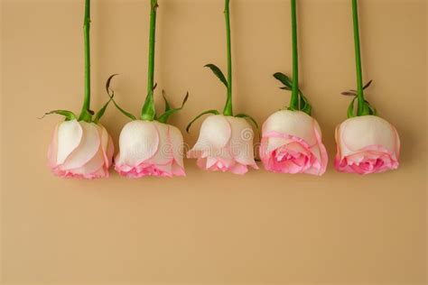 Delicate Pink Roses On Beige Background Minimal Trendy Composition