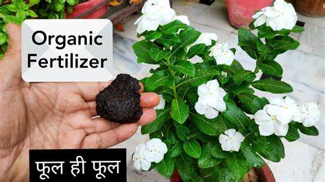 Vinca Plant Care N Best Free Organic Fertilizer Sadabahar Plant