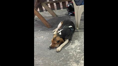 Cachorro Encontrado No Bairro Cascavel Velho Cgn O Maior Portal