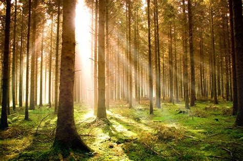 forest certifications pefc  fsc  sustainable forest management
