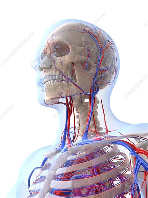 Male Vascular System Artwork Stock Image F005 6516 Science Photo