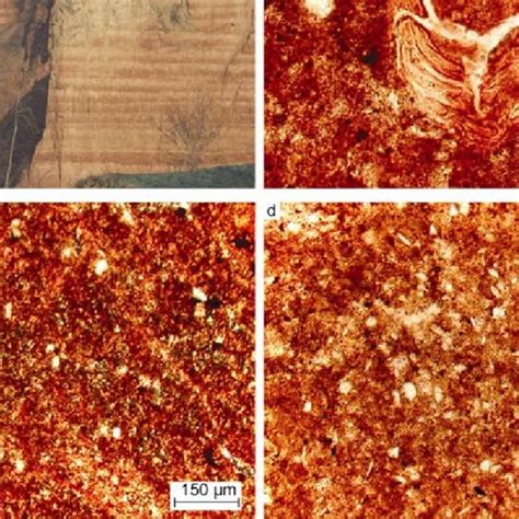 Field And Micromorphological Features Of The Nl Vi Loess Soil Sequence