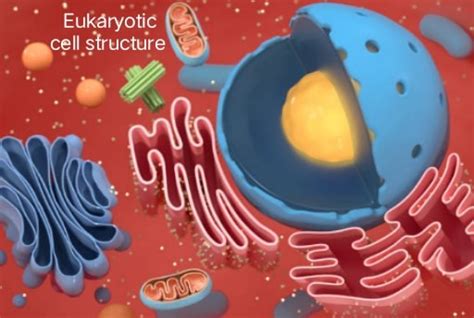 Eukaryotes Cell Structure