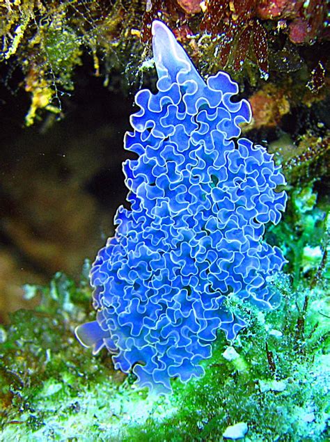 Purple Sea Slug Purple Sea Slugs Surprise Beachgoers In Northern California - butlerseedgroup