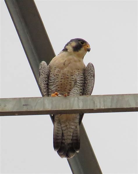 Foto Falc O Peregrino Falco Peregrinus Por Jean Bortolucci Wiki