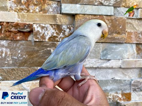 Violet Pallid Lovebirds for sale ( Peach Faced Lovebird ) - ParrotCrown.com