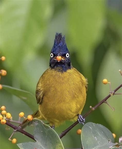 Pin Van Luiz Cesar Fidelis Op Aves