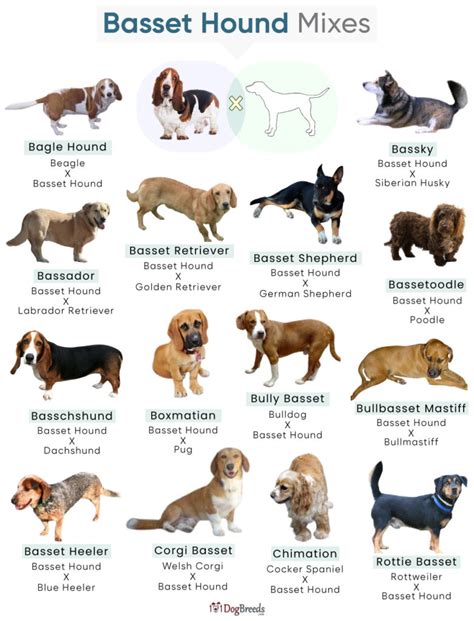 List Of Popular Basset Hound Mixes With Pictures