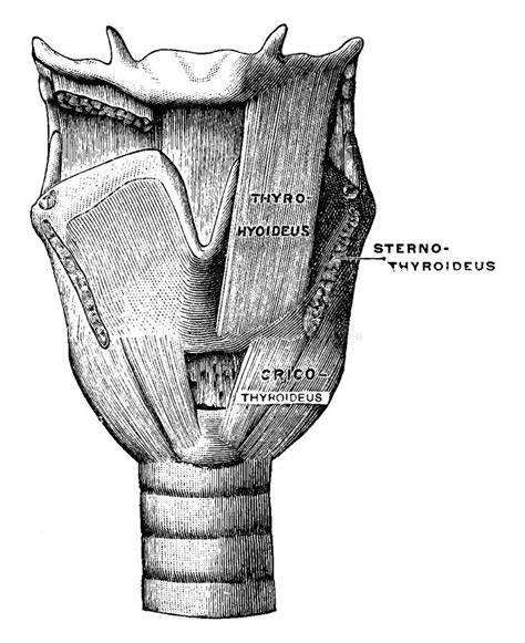 Front View Of The Muscles Of The Larynx Vintage Illustration Stock