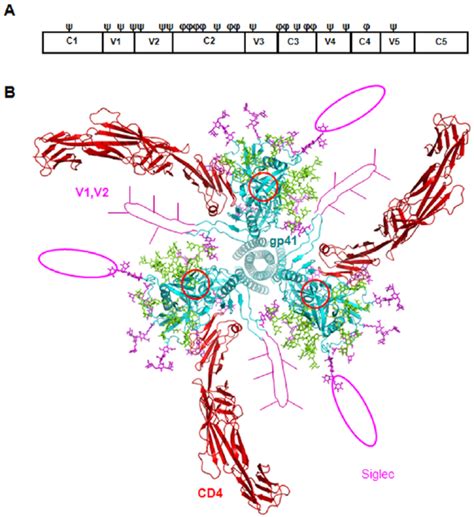 A Structural Model Of Gp120 And Associated Glycans A Location Of