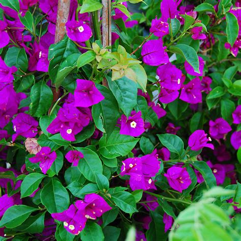 Купить семена Бугенвиллия или Бумажный цветок Bougainvillea Purple ...