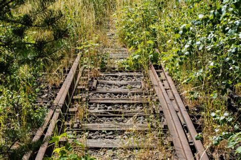 Old Railway Tracks Overgrown With Trees Forgotten Railway Line Stock