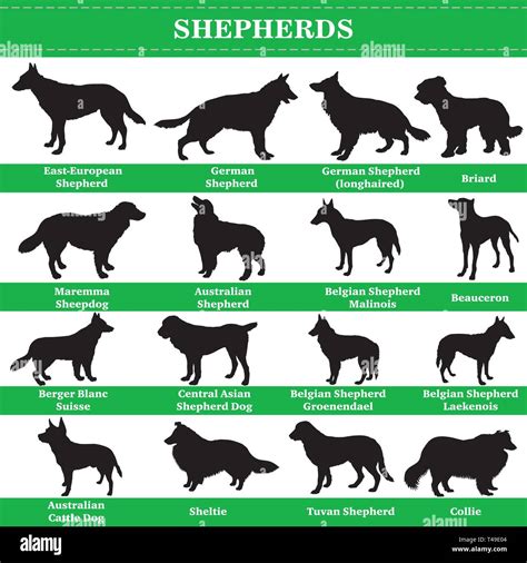 12 Types Of Shepherd Dog Breeds (with Pictures), 56% OFF