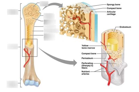 HW #9: Long Bone Anatomy Diagram | Quizlet