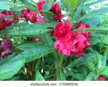 Impatiens Balsamina Linn Photos And Images Pictures Shutterstock