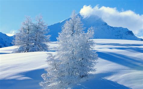 Fond D Cran Paysage Neige Hiver La Glace Gel Pic A Sapin Gel