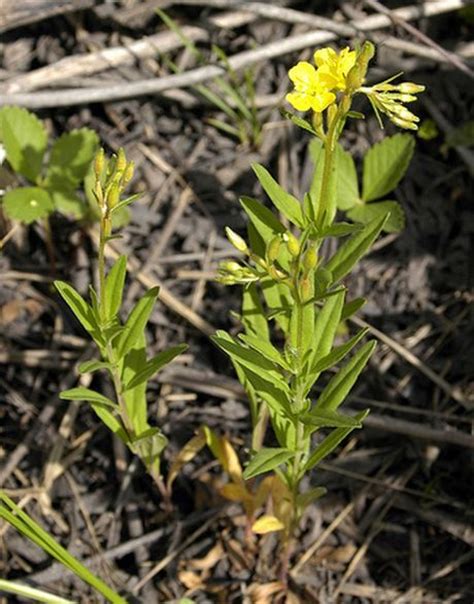 Oenothera Plant Growing And Care Guide For Gardeners