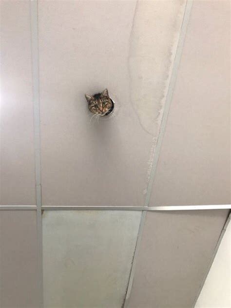 Ceiling cat sees you-- Blank Template - Imgflip