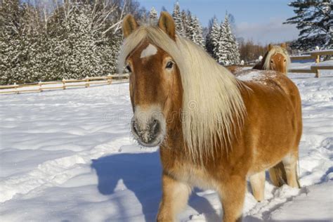 Austrian Haflinger Horses Stock Photo Image Of Equestrian 39905450