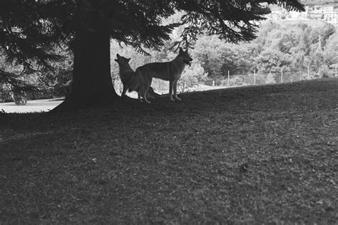 Wolf Among Wolves - Cartography