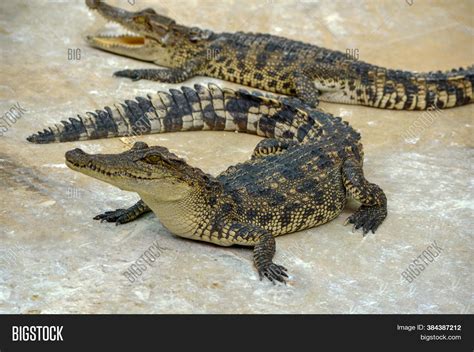 Freshwater Crocodile Image & Photo (Free Trial) | Bigstock