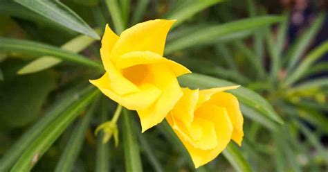 Yellow Oleander: Growing And Care Of Thevetia Peruviana