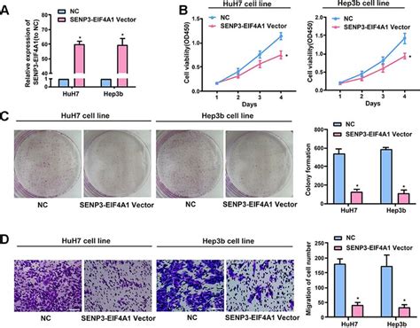 Effect Of Senp Eif A On Hcc Cellular Phenotype Huh And Hep B Cells