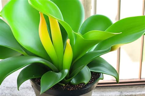 Potted Calla Lily Turning Green Causes And Solutions