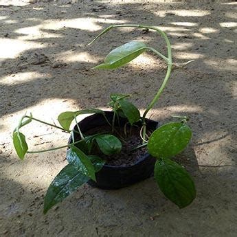 Monstera Dragontail Plant Epipremnum Pinnatum Dragon Tail Monstera