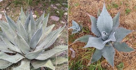 Agave Durangensis World Of Succulents