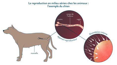 Svt Reproduction Des Animaux