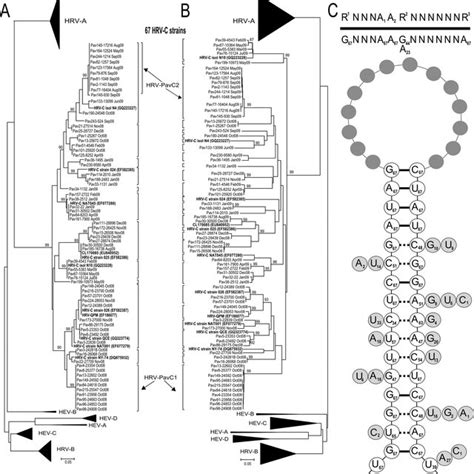 Phylogenetic Tree Based On Amino Acid A Or Nucleotide B HRV And HEV