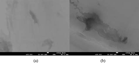 Scanning electron micrographs of PS composites with (a) 0.06 vol%, and ... 