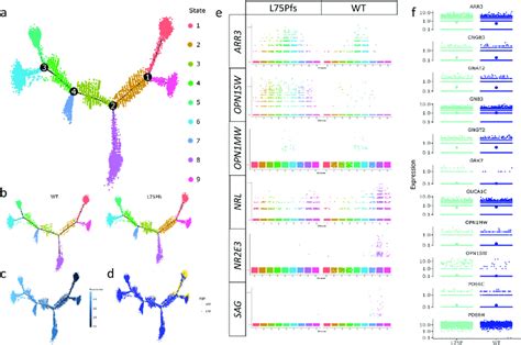 Combined Analysis Of Wt And L75pfs Photoreceptor Populations A D