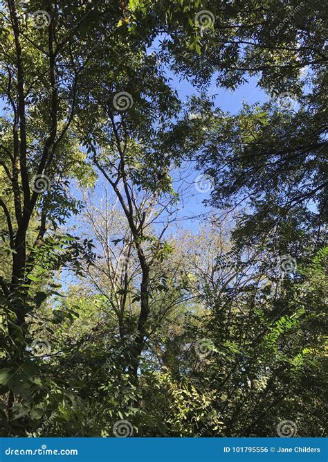 Shade Trees And Photosynthesis. Stock Image | CartoonDealer.com #157677427