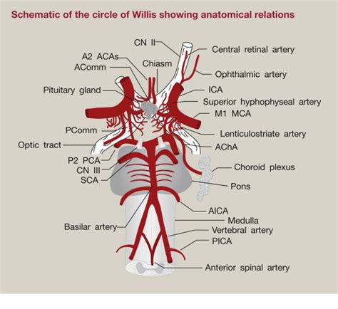 Cerebral Vascular Anatomy And Physiology Surgery Oxford