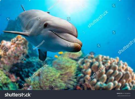 Dolphin Swimming Underwater