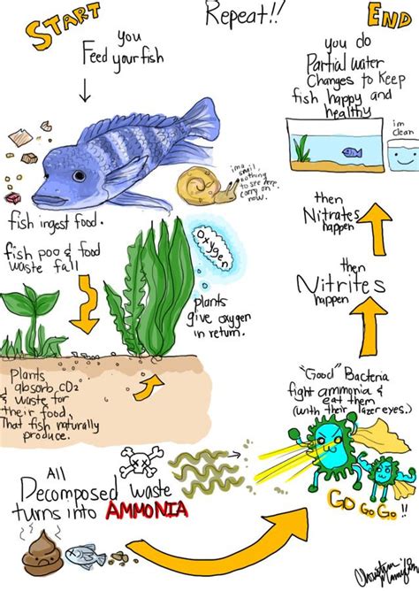 Saltwater Aquarium Cycle Chart