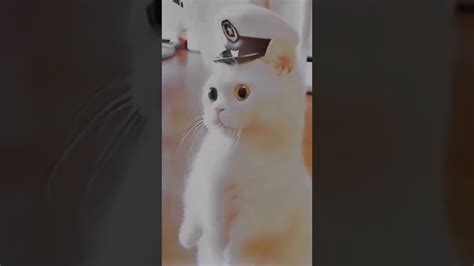 популярный котик из тик тока - YouTube