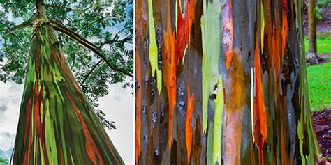 Eucalyptus Deglupta A Obra De Arte Da Natureza Bernadete Alves