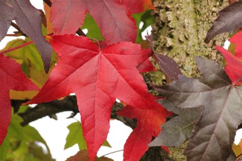 Bomen Met Mooie Herfstkleuren Kopen Ten Hoven Bomen